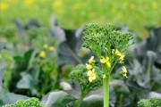菜花的生长环境及生长地方条件（了解菜花生长环境，助力栽培成功）