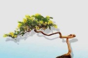 金银花老桩养殖全攻略（掌握金银花老桩养护技巧，打造高产、优质的金银花老桩种植）