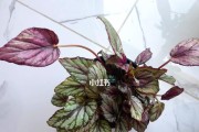 秋海棠喜阳还是喜阴？解开困扰花友的问题（深入探究秋海棠生长环境和适应性，揭秘其喜阴还是喜阳的真相）