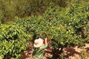 大樱桃种植全攻略（如何选择适合大樱桃种植的地方）