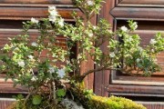 六月雪的家庭养护技巧（打造清新自然的家居绿植空间）