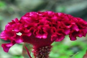 鸡冠花种植全攻略（栽种时间、方法及注意事项一网打尽）