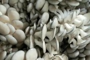平菇种植时间选择（种植最佳时间和关键因素分析）