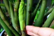 怎样正确地浇水柠檬树？（柠檬树的生长需要适当的水分）