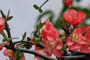 大叶海棠花的养殖方法和注意事项（打造美丽花园，享受多彩生活）