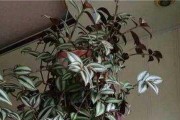 如何养殖旺盛的吊竹梅（掌握正确养殖技巧，让你的吊竹梅更加茂盛）