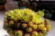 观音莲冬天需注意防寒，否则易冻死（如何正确管理观音莲以应对冬季气温变化）