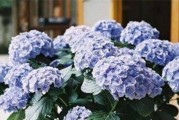 绣球花的耐寒能力及防冻措施（寒冬将至，如何让绣球花安然过冬？）