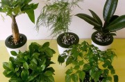 打造室内绿色空间（15种室内适宜种植的绿植，让你的家更有生命力）