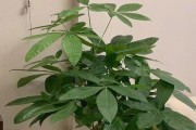可乐浇花好处与方法（探秘可乐浇花的神奇效果，为你的花草生长带来新惊喜）