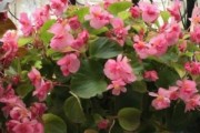 秋海棠的种植与养护（从选种到施肥，让你轻松掌握）