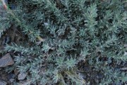 探究扫帚菜的神奇功效（从营养成分到药用价值，一览无余）