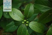 揭秘丁香叶是什么树的叶子（探究丁香叶的种类和特点）