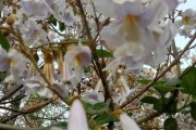 梧桐树花期及特点（春夏之际，梧桐开花正盛，6月份是最美的季节）