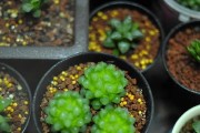 玉露施肥法（掌握正确方法，让玉露成为香甜的美味）
