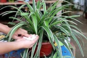 吊兰移植攻略（掌握移栽时间和方法，让吊兰茁壮成长）