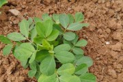 花生的肥料管理（优质肥料提高产量）