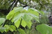 梧桐——古老典雅的树种（了解梧桐的起源、分类及特点）