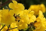 探秘风铃花的神秘色彩（一朵神秘的花——风铃花）