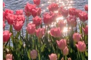 黄色郁金香的花语与象征（探寻黄色郁金香的神秘意义）