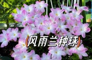 风雨兰的开花周期及关键因素（探究风雨兰的开花规律，了解影响开花的因素）
