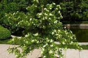 九里香的发芽和生长过程（探究九里香的生长规律及关键影响因素）
