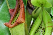 常绿藤本植物的多彩世界（探秘常绿藤本植物的形态、分类及特点）