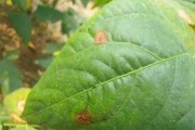 探寻豆角的生长周期（从种子到成熟，每个阶段都是关键）