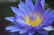蓝莲花代表什么人（解读蓝莲花的象征意义）