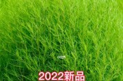 红叶地肤的最佳播种时间（探究红叶地肤的生长周期和最佳播种时间）