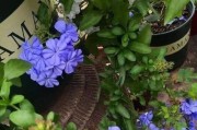 蓝雪花栽种（如何根据植物需求选择盆大小——盆栽蓝雪花的选择）