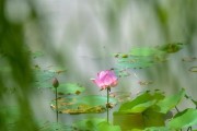 荷花的生长规律特性（探究荷花的生长习性及其生长过程）