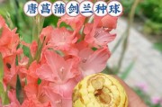 剑兰花期长短及生长特点详解（解读剑兰花的花期和生长环境）