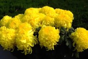 菊花移盆后的浇水方法（注意事项及适宜时间）