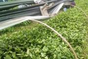 板蓝根的最佳播种时间（为保证产量和质量，选择正确的播种时间非常重要）