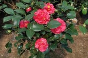 家里不能养茶花的原因（为什么茶花不适合在家中养护？）