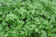艾叶——一种神奇的药用植物（了解艾叶的种类、功效及应用）