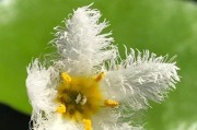 如何成功种植缕丝花（从选地到修剪，让你轻松打造缕丝花园）