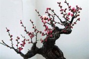 如何正确修剪梅花树（梅花树修剪技巧与注意事项）