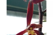 如何让兰花顺利度过冬天（兰花的冬季养护技巧）