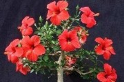 赏析扶桑花的美丽（探究扶桑花的名称及特点）