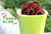 如何分株捕蝇草？（分株技巧与注意事项）