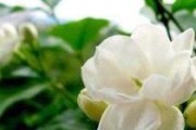 素馨花的养殖方法与注意事项（打造花海精致养殖，让素馨花绽放自然的美丽）
