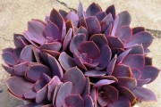 家庭养护丁香花的详细方法（从选择到养护，让您轻松打造繁花似锦的丁香花园）