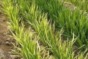 小麦的根系特征剖析（探究小麦的根系形态及其适应环境的关键）