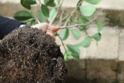 茶花苗上盆及养护方法（提高存活率的关键技巧）