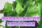 蟹爪兰叶子发黄了怎么办？（教你解决蟹爪兰叶子变黄的问题）