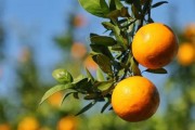 皇帝柑，一年一度的美味上市（成熟时间、产地、口感及食用方式）