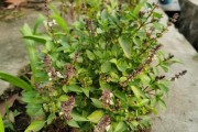 罗勒的种植技巧（打造美味佳肴必备的罗勒园）