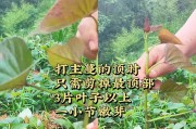 夜来香摘心打顶的正确时间和方法（寻找那一刻的完美摘心体验）